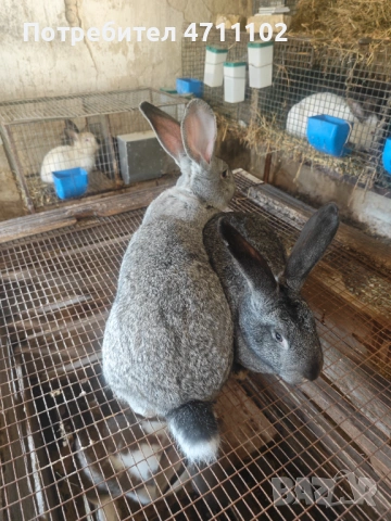 Зайци, снимка 2 - Други - 53499260