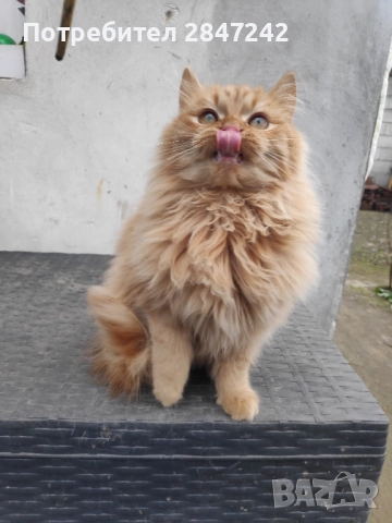 Рижо пухче, снимка 5 - Персийска - 52290732