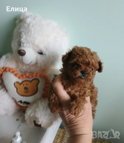 Пудел той момченце/тийкъп , снимка 3 - Пудели - 53409753