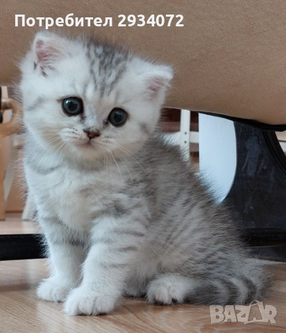 Малка женска британска сребърна чинчила си търси своите стопани, снимка 5 - Британска късокосместа - 53420284