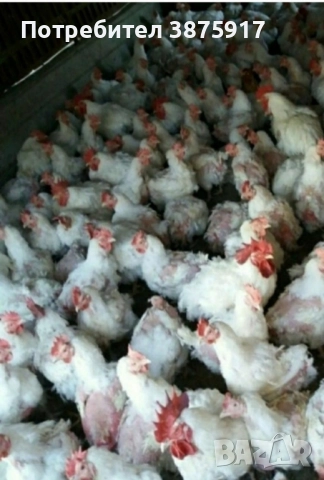 продавам бройлерни кокошки за клане, снимка 2 - Кокошки и пуйки - 51937091