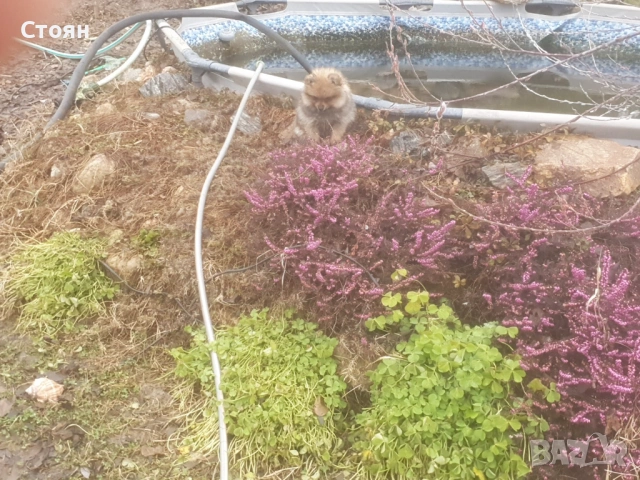  Померан, снимка 5 - Други - 51883716