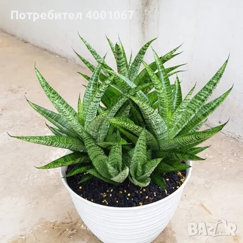 стайно растение