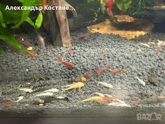 Анциструс бели и черни от 1 см до 2 см