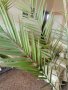 Голяма палма ФИНИКОВА , снимка 1 - Градински цветя и растения - 36742943
