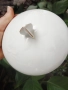 БГ порцелан бяла шипка , снимка 9