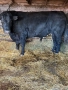 Продавам Бик Абърдийн, снимка 2