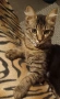 Подарявам малко коте,на 5 месеца. , снимка 3