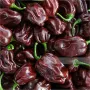Семена Шоколадово Хабанеро са за люта чушка сорт Хабанеро е една от най-разпространените в света., снимка 7