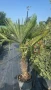 Палма Трахикарпус -22, снимка 7