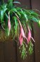 Красива билбергия, снимка 1 - Стайни растения - 43755052