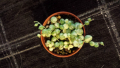 Сенецио, senecio rowleyanus variegata, снимка 3