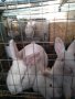 Зайци и заешко месо, снимка 4