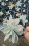 Граптопеталум , снимка 1 - Градински цветя и растения - 42989647