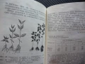 Едроплоден дрян Цоло Цолов отглеждане торене бране компот плод, снимка 3