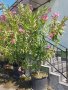 Зокум/Олеандър високи 2,50м, снимка 3