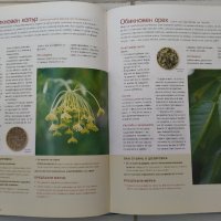 Лекарствени растения - Наръчник на билките и лечебните им свойства, снимка 4 - Енциклопедии, справочници - 43939342