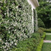 Жасмин, Trachelospermum Jasminoides, вечнозелен, студоустойчив, снимка 4 - Градински цветя и растения - 44919994