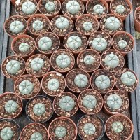 Кактус Пейот(Lophophora williamsii), снимка 4 - Градински цветя и растения - 43046360