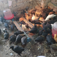 Продавам пилета супер харко женски и старозагорска кръстоска на 2 месеца , снимка 3 - Кокошки и пуйки - 44910170