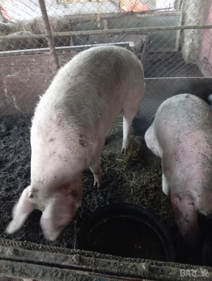 продава се сланина и месо от домашни прасета, снимка 1