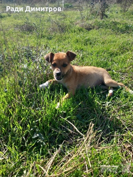 ПОДАРЯВАМ КУЧЕНЦА, снимка 1