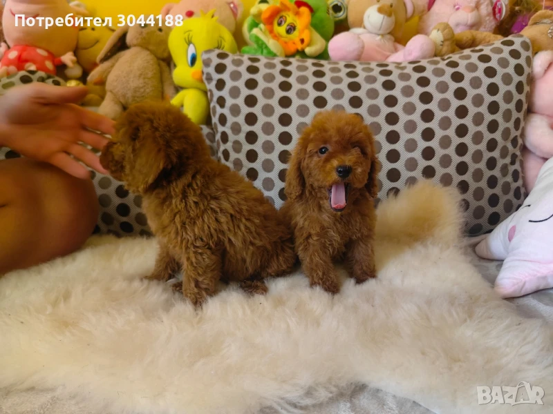 пуделчета момченца , снимка 1