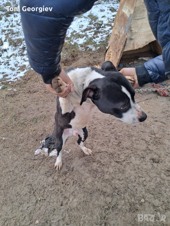 Продавам куче американски питбул териер , снимка 1