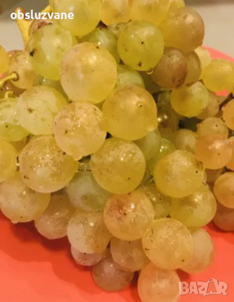 Резници от бял отел (грозде) 💥, снимка 1