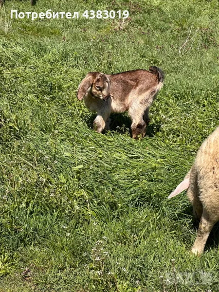 Англонобийско мъжко яре , снимка 1