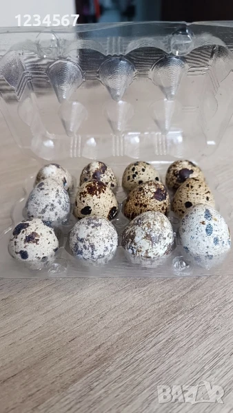 Пресни яйца от пъдпъдъци, оплодени и за консумация, 12 броя в кутия, снимка 1