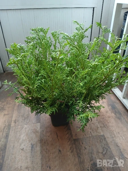 Туя Харвест муун, снимка 1