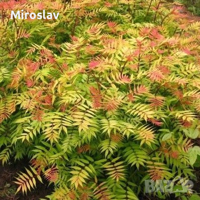 Сорбария (Sorbaria Sorb."Sem"®), снимка 1