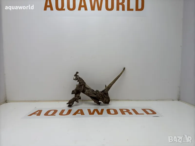 Корен Азалия 17, снимка 1