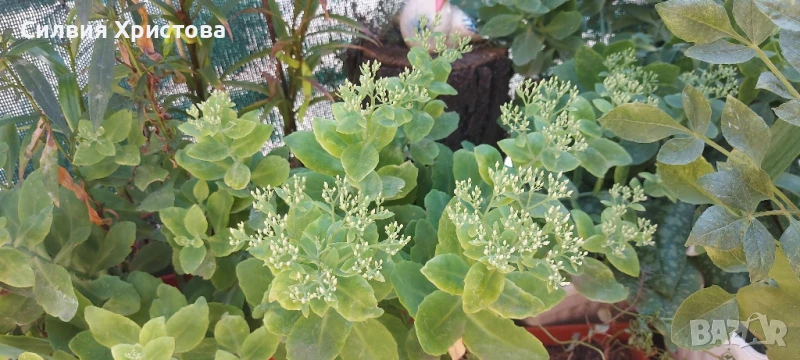 Продавам големи разстения Дебела Мара , снимка 1