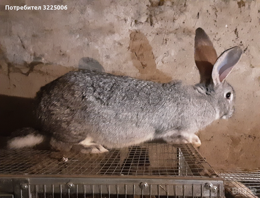 Домашни зайци, снимка 1