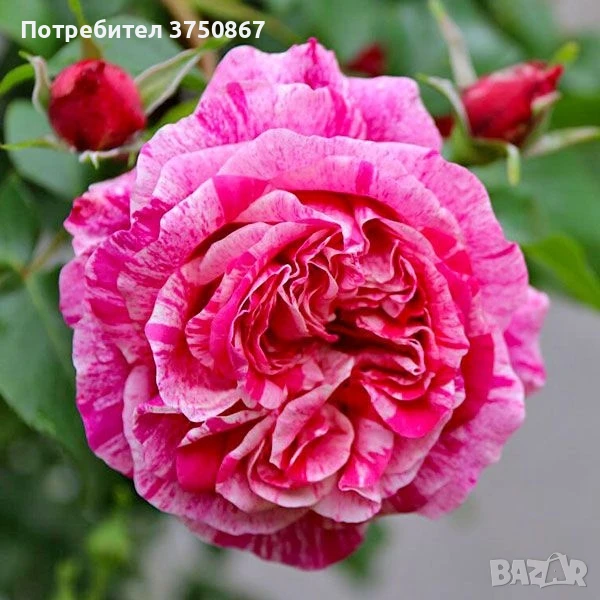 🌹 РОЗА 🌹INES SASTRE® Meiteratol, снимка 1