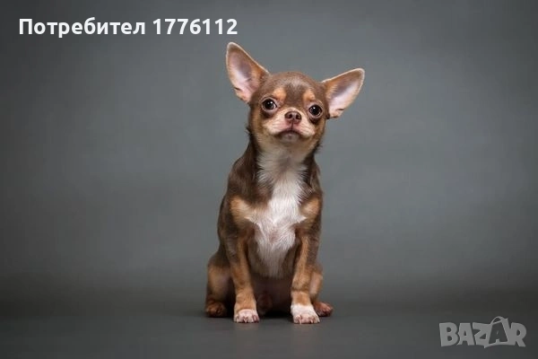 Търся мъжко Чихуахуа, снимка 1