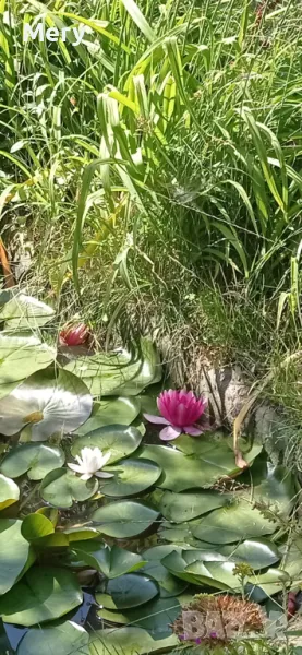 Водна лилия розов и бял цвят , снимка 1