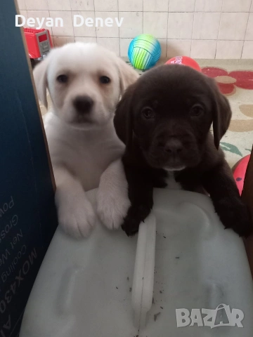 лабрадор реитривър , снимка 11 - Лабрадор ретривър - 52878460