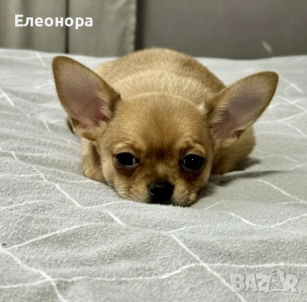 Уникално Мини Момченце Чихуахуа, снимка 3 - Чихуахуа - 53066028