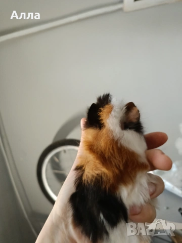 Има в наличност 3 морски свинчета , снимка 3 - Морски свинчета - 53289003