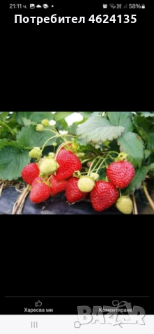 Продавам разсад ягоди, снимка 2 - Сортови семена и луковици - 52068496