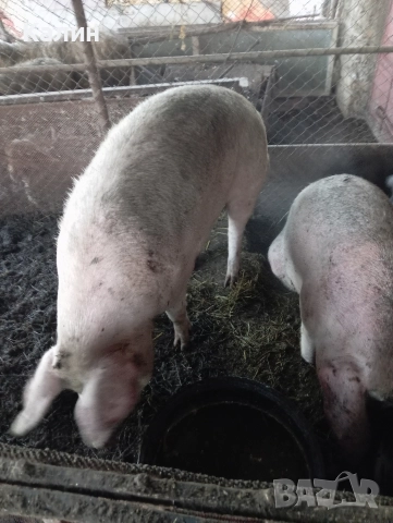 продава се сланина и месо от домашни прасета