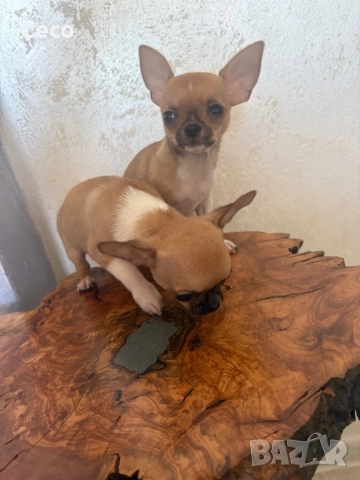 Чихуахуа, снимка 4 - Чихуахуа - 52227758