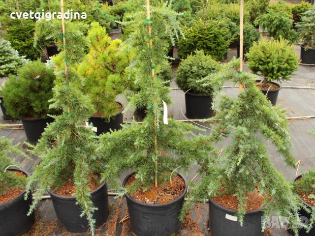 Cedrus deodara (Хималайски кедър)