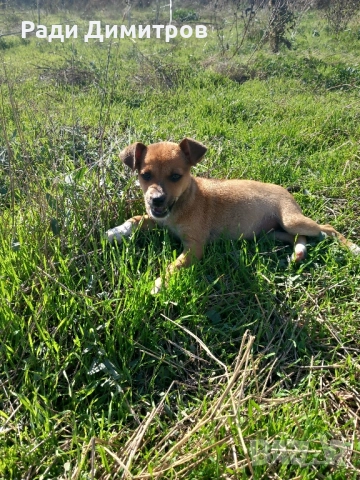 ПОДАРЯВАМ КУЧЕНЦА