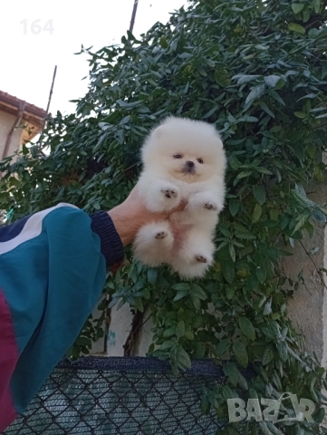 Чисто бял мъжки Померан. Реални снимки от 19.12.25 г., снимка 6 - Померан - 52809073