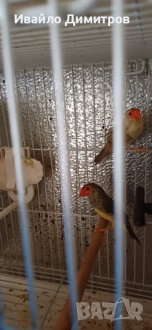 Зеброви амадини , снимка 3 - Амадини - 53305146