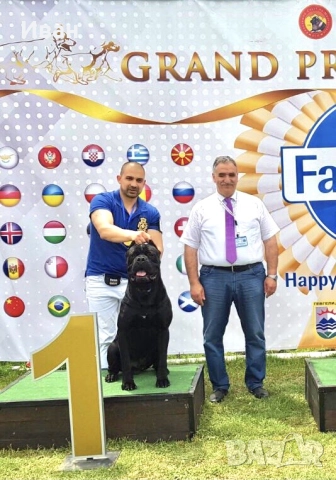 Cane Corso ELITE, снимка 4 - Кане корсо - 52355264